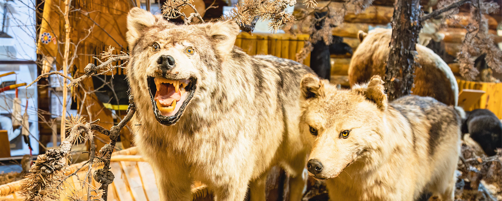 Protect Cherry Hill Nature